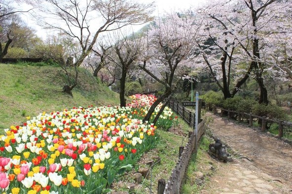 吾妻公園で1万球のチューリップと桜を楽しもう