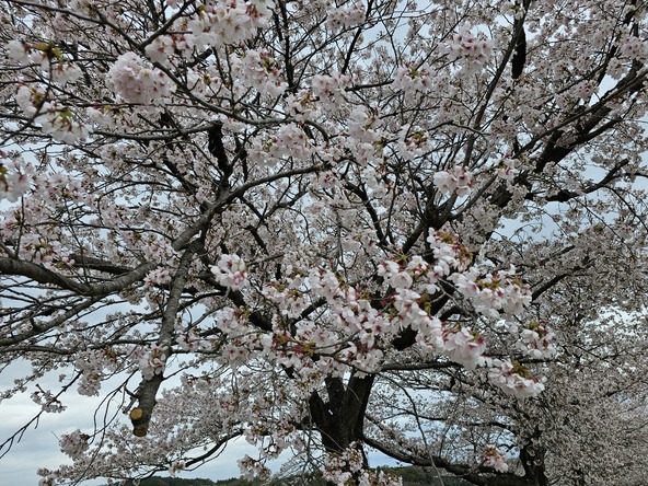 2026年3月31日の様子