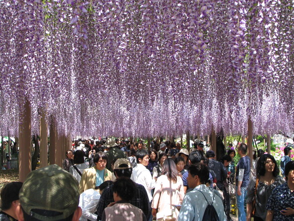 房が長く優雅な花、房が短く可憐な花、八重咲きの花など、多種多様な藤を堪能できます