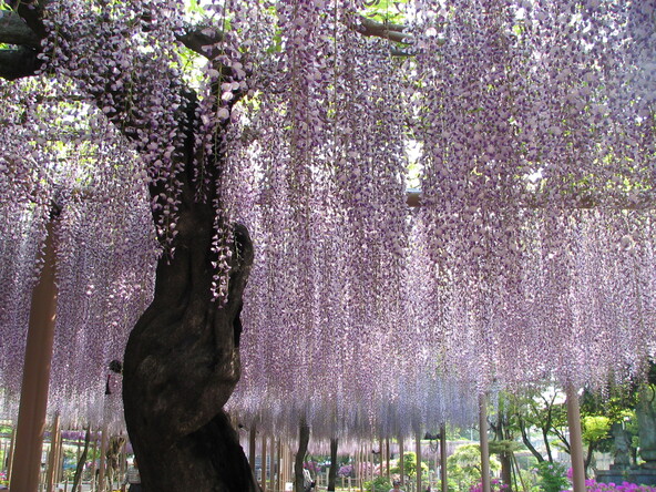 約100cmの花房を付ける九尺藤（きゅうしゃくふじ）
