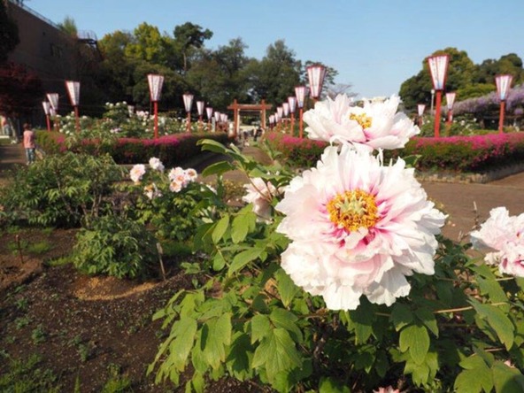 無料開演される牡丹園では、赤や桃色、白など色とりどりの花が咲き誇ります