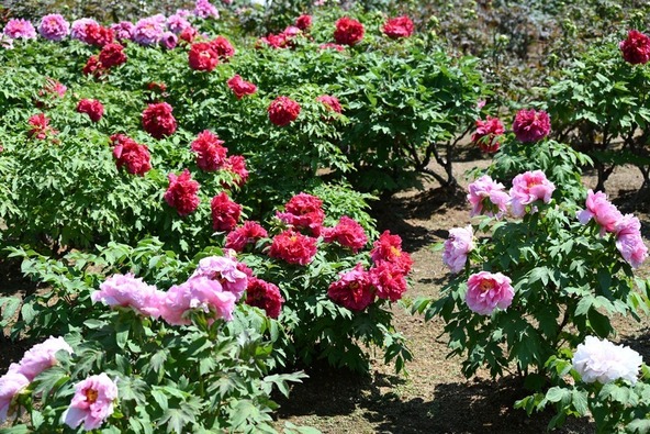 関東有数の5,000株の牡丹が彩る「東松山ぼたん園」