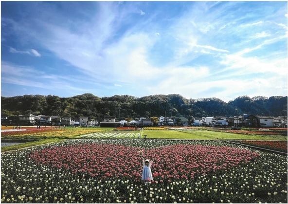 水田が35万本のチューリップ畑に変身！