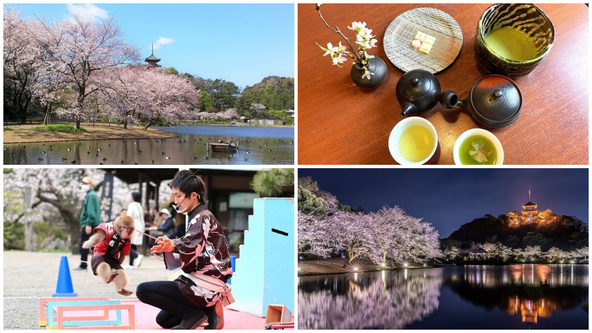 歴史的建造物と250本の夜桜が競演