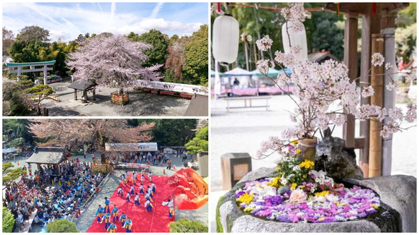 ”関東のいずもさん”で楽しむお花見