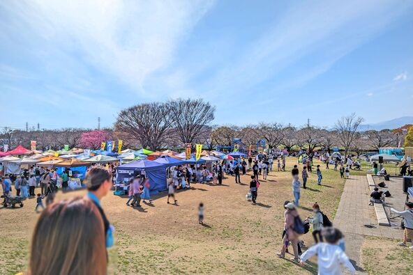 約70本のソメイヨシノが咲く園内は、富士山を背景にした絶景を楽しめるまちで人気のお花見スポット