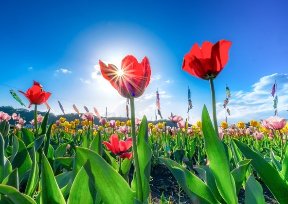 水田が35万本のチューリップ畑に変身！