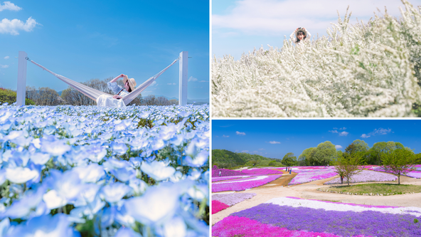 春の絶景スポットで写真撮影を楽しもう