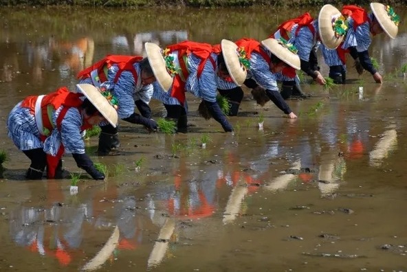 早乙女手代による植初め行事（過去開催時の様子）