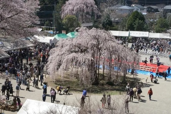 地域に残る逸話の桜まつりです（画像提供：（C）宇都宮観光コンベンション協会）