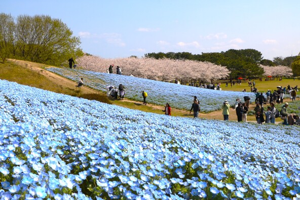 青い花の海が広がる花の丘