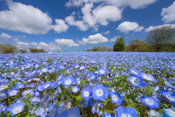 一面をブルーに染めるネモフィラ畑