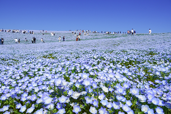 青い空と花が溶け合う絶景