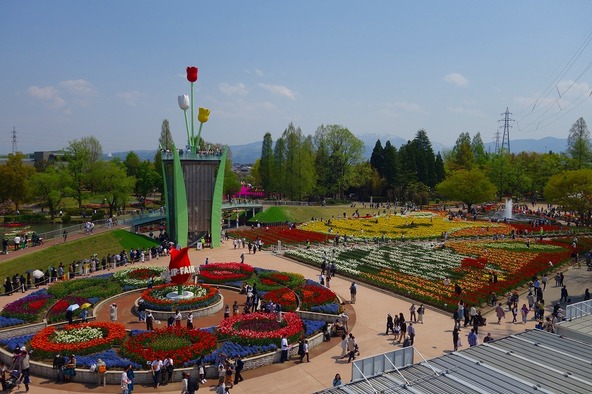 砺波市のチューリップの球根栽培面積は、全国でも最大規模を誇ります