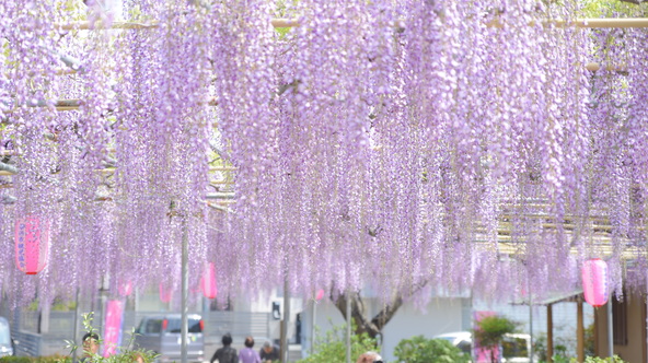 園内をゆったり歩きながら、春ならではの風景を堪能しましょう