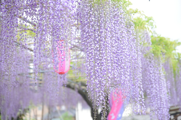 長く垂れ下がる花房が美しい、広藤園の藤棚