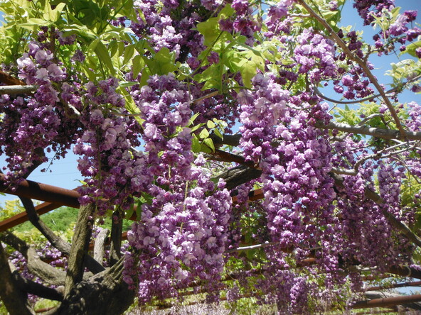 「藤公園」で見られる藤の種類は、国内最多といわれています