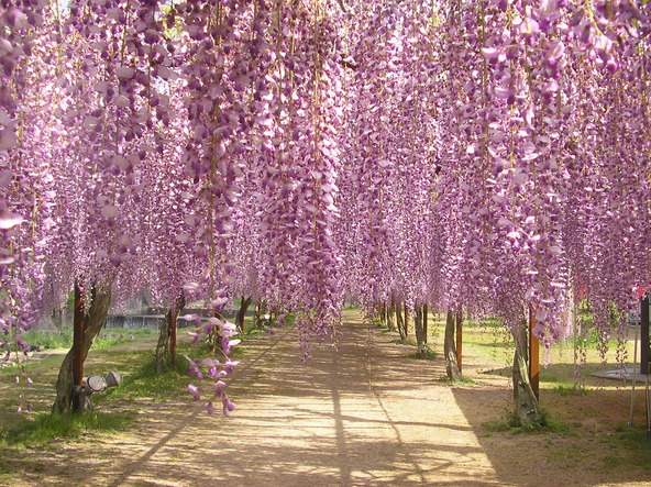 紫やピンク、白など多彩な色合いの藤が咲き誇ります