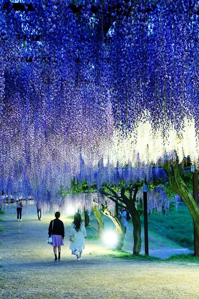 ライトアップ＆イベント情報をチェック！