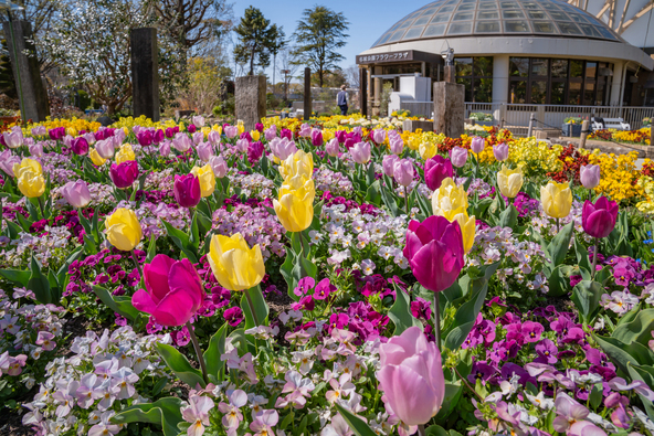 チューリップのほか、春を代表する花々が花壇を彩ります（画像提供：daysgoby_JPN / PIXTA）