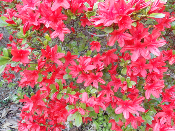 真っ赤な花が印象的なホンキリシマ