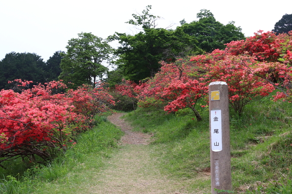 歩きやすい靴でつつじのお花見ハイキングを満喫（tarousite / PIXTA）