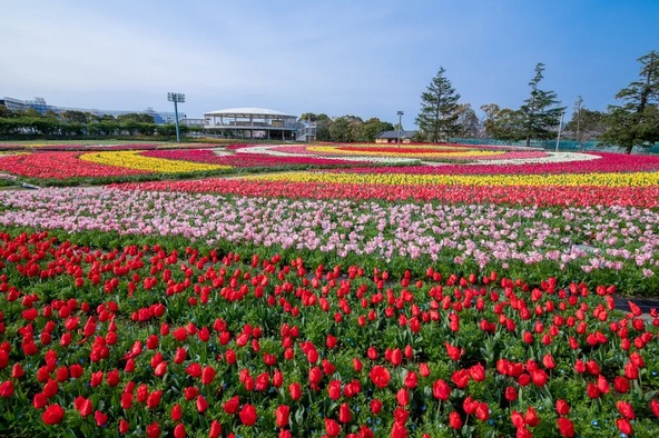 フラワーエリアに咲く満開のチューリップ