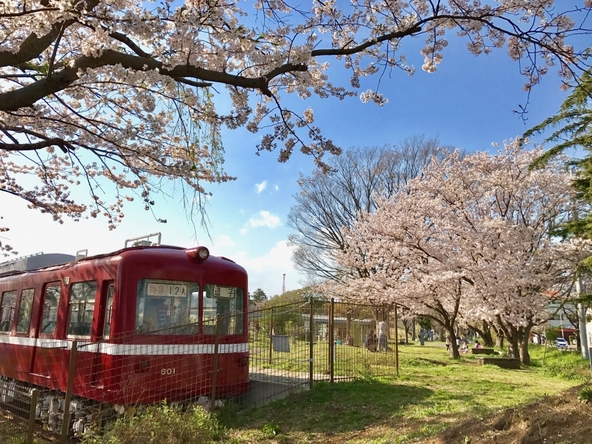 旧600系デハ601と桜がコラボ（画像提供：逗子市）