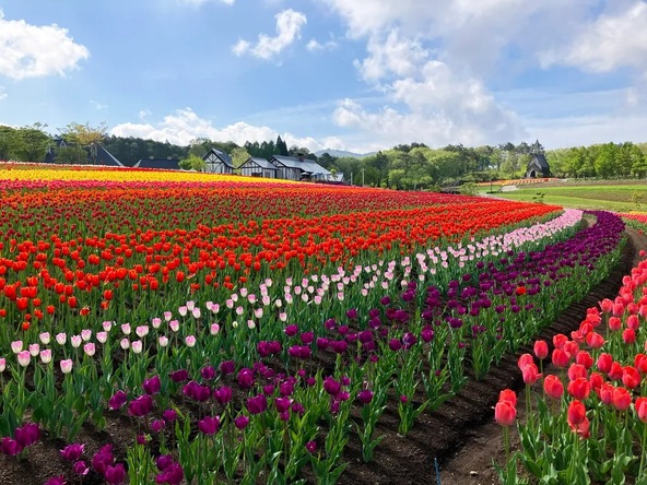 例年GWごろから見頃を迎えるチューリップ♪