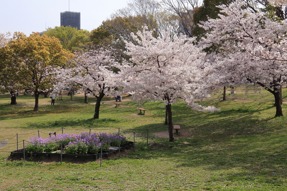芝生広場ではレジャーシートを敷いて桜鑑賞も！（画像提供：ishiman / PIXTA）