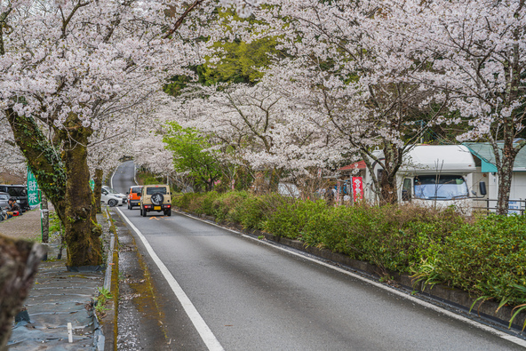 約1kmの桜並木を楽しめます（画像提供： uri / PIXTA）