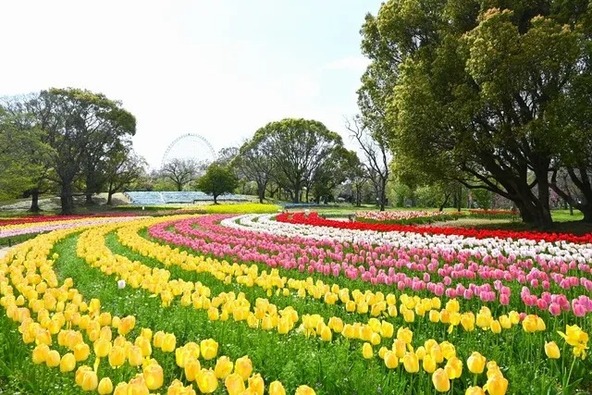園内中央にある「チューリップの花園」（画像提供：万博記念公園マネジメント・パートナーズ）