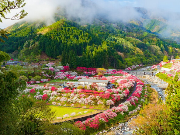 阿智村の春の絶景「花桃」