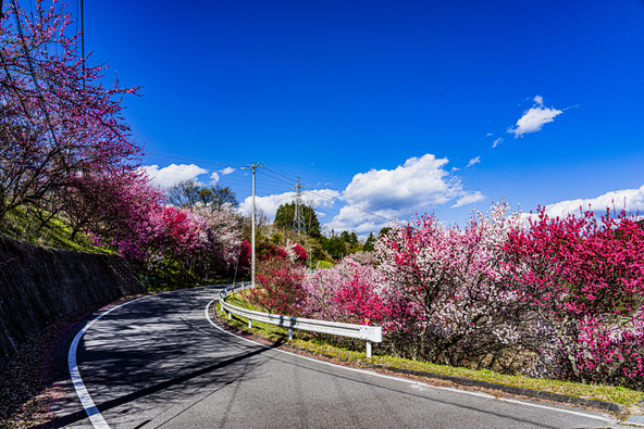 約40km続く「はなもも街道」（画像提供：IBA-KOMAKI JUN / PIXTA）