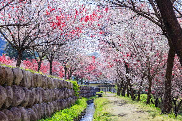花桃満開の「昼神温泉郷」の様子（画像提供：オフィスK / PIXTA）