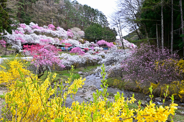 百々目木川沿いを彩る花桃の風景（画像提供：千和 / PIXTA）