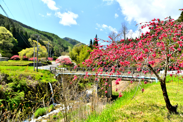 約2,000本の花桃が彩る花桃の里（画像提供：いつか / PIXTA）