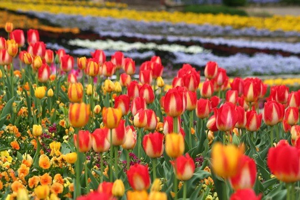 入園ゲート正面の「大花壇」では、四季折々の花々がお出迎え♪