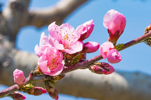 実桃の花イメージ（画像提供：huyusoubi / PIXTA）