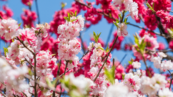 長野県阿智村に咲く花桃（画像提供：ばりろく / PIXTA）