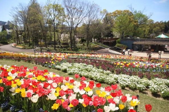 チューリップなどで華やかになる春の園内とともに楽しみましょう