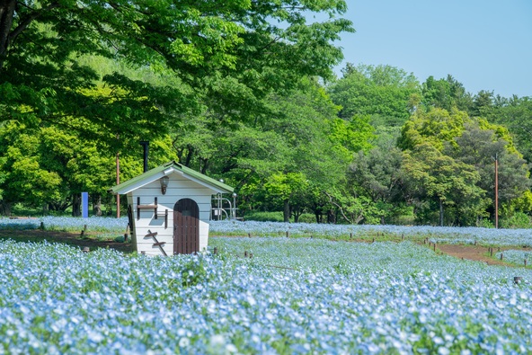 ネモフィラ開花時の「みんなの原っぱ」に設置されたミニハウス（過去の様子）