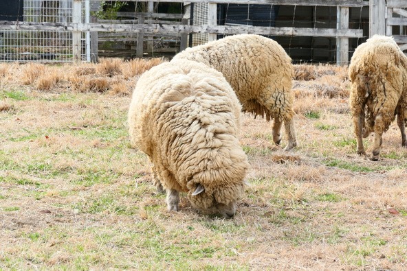 「ふれあい牧場」にいる羊。以前"めん羊"を扱う種畜場があったので「羊山」と呼ばれるようになりました