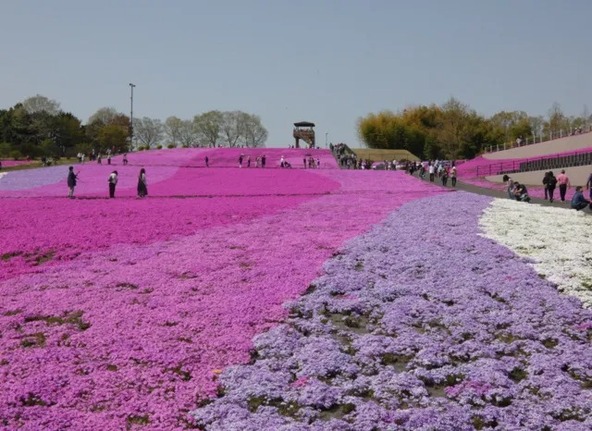 八溝の山々の緑に囲まれた公園で芝桜を観察しよう！