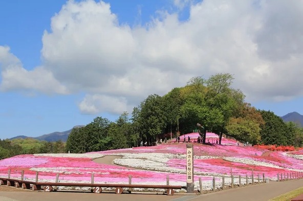 丘全体を色鮮やかな芝桜が覆い、周囲にはほのかな香りが漂います