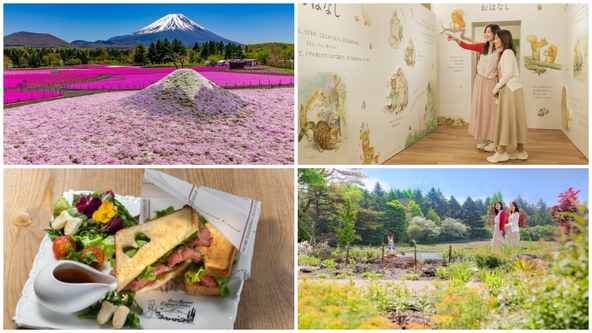 富士山と芝桜の絶景とピーターラビットの庭園も楽しめる春の祭典がスタート！