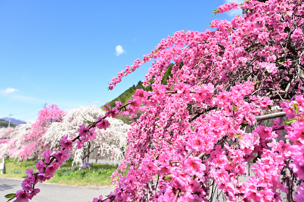 柳のように枝が垂れ下がる「しだれ桃」（画像提供：たけぽん / PIXTA）