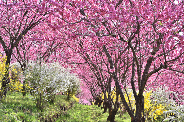 天を覆う“花桃のトンネル”が見どころ