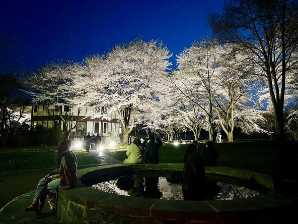 2025年の夜桜ライトアップの様子（亀ちゃん池のほとり）