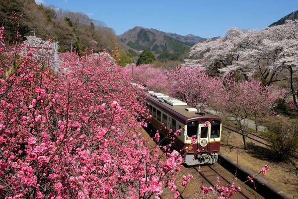 満開の花桃とわたらせ渓谷鐵道の列車（画像提供：観光ぐんま写真館 https://gunma-kanko.jp/）